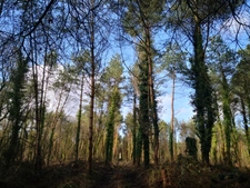 parcelle boisée de 8 hectares proche de Moncontour 