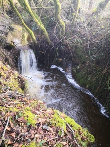 parcelle boisée de 8 hectares proche de Moncontour 