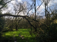 parcelle boisée de 8 hectares proche de Moncontour 