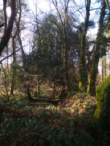 parcelle boisée de 8 hectares proche de Moncontour 