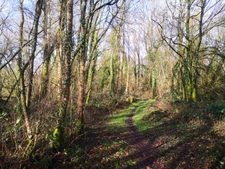 parcelle boisée de 8 hectares proche de Moncontour 