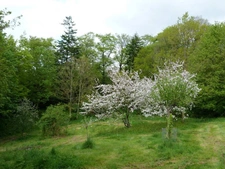 Entre saint Brieuc et Guingamp charmant château début 20e avec écurie professionnelle comprenant 36 boxes sur un parc de 8.5 hectares.