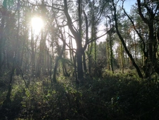 parcelle boisée de 8 hectares proche de Moncontour 