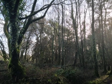 parcelle boisée de 8 hectares proche de Moncontour 