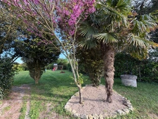 TRIAIZE (85) A 15 MINUTES DES PLAGES SEULEMENT MAISON EN PIERRES RENOVEE AVEC GRANGE SUR 1100M² CLOS