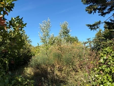 BARBATRE (85) - ILE DE NOIRMOUTIER - RARISSIME TERRAIN A BATIR 637 M² AVEC PERMIS DE CONSTRUIRE ACCORDE