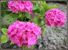 VAUJOURS Maison 4 pièces - 92 m2 avec sous-sol total 