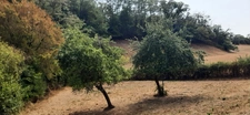 FERMETTE A RÉNOVER AVEC SES DÉPENDANCES, SUR 2,7 HA DE TERRAIN DANS CADRE BUCOLIQUE. 