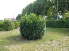 BELLE OPPORTUNITÉ POUR CETTE MAISON MITOYENNE A MODERNISER ET SON JOLI TERRAIN CLOS ET ARBORÉ