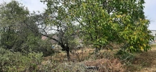 CHARMANTE MAISON MITOYENNE A RÉNOVER. GUEUGNON (71)