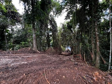 Magnifique terrain à vendre de 3 882 m² en pleine forêt tropicale en lisière de rivière