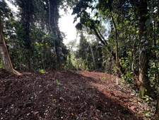 Magnifique terrain à vendre de 3 882 m² en pleine forêt tropicale en lisière de rivière