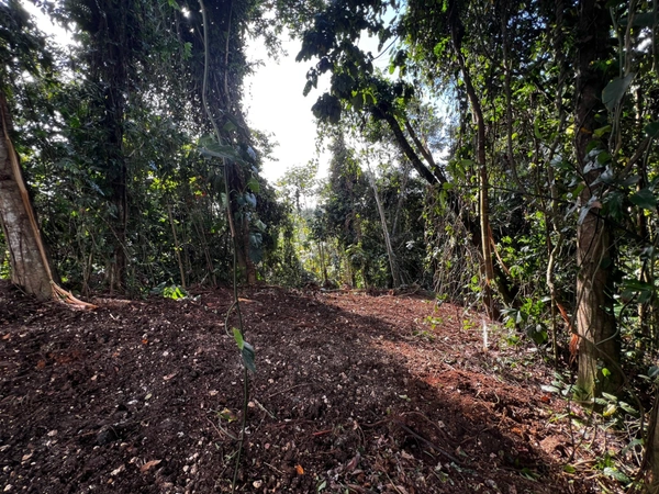 Magnifique terrain à vendre de 3 882 m² en pleine forêt tropicale en lisière de rivière