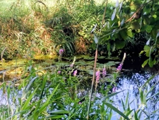 Domaine à vendre Calvados