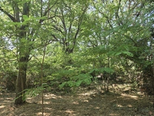 AIX Sud - Cabriès - Vente Grande Villa T4 de 200 M2 plein sud, à rénover, sur 1900M2 de terrain, emplacement de premier choix au calme et sans vis à vis