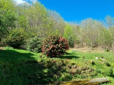 Albussac- Beynat -Grande maison sur 3000 m2 terrain 