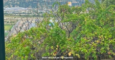 Appartement à vendre 3 pièces SAINT LAURENT DU VAR (06)