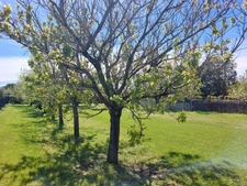 MAISON DE MAITRE AVEC  DEPENDANCES DEUX PIGEONNIERS SUR PARC DE 5000M²