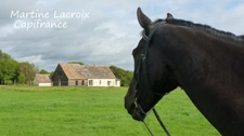 Dpt SARTHE (72), à vendre proche LA FERTE BERNARD - propriété de caractère sur un terrain de 6,78 Ha