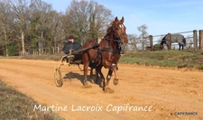 Dpt SARTHE (72), à vendre LA FERTÉ-BERNARD - PROPRIÉTÉ  P5 de 100 m² - Terrain de 10 Ha
