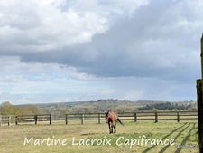 Dpt SARTHE (72), à vendre LA FERTÉ-BERNARD - PROPRIÉTÉ  P5 de 100 m² - Terrain de 10 Ha
