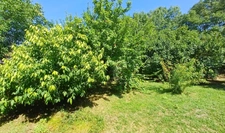 Maison viager à vendre occupé 5 pièces FOUQUEBRUNE (16)