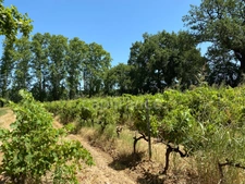 Dpt Gard (30), à vendre dans le Gard, propriété viticole en AOP Côtes du Rhône sur 25 hectares avec Château du XVème siècle.