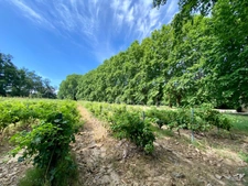 Dpt Gard (30), à vendre dans le Gard, propriété viticole en AOP Côtes du Rhône sur 25 hectares avec Château du XVème siècle.