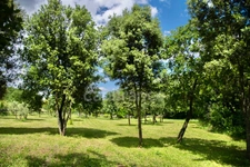 Between Uzès and La Roque-sur-Cèze, a Provençal Eden: 18th-century farmhouse & its private estate on 3.3 hectares