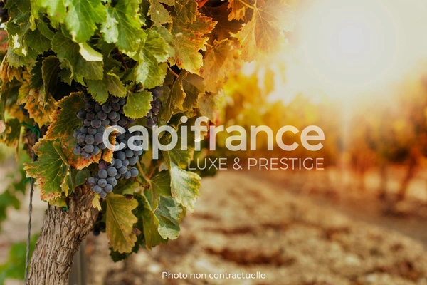 Dpt Gard (30), Domaine viticole de 16 hectares avec Chai et ancienne ferme indépendante.