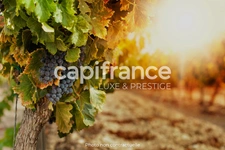 Dpt Gard (30), Wine estate of 16 hectares with cellar and old independent farm.