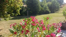 Propriete/Gites 6 hectares, Proche de THENON (24)