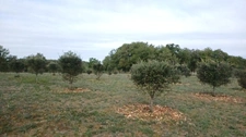 Propriete/Gites 7 hectares, Proche de THENON (24)