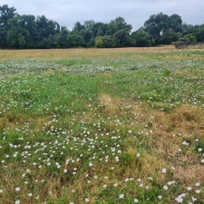 Terrain à vendre de 1 616,00 m² COUTRAS (33)