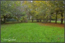 Chartreuse 250 m² + 400 m² de dépendances et 6 ha de terrain 