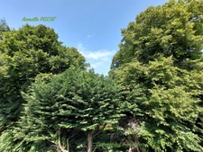 Appartement à vendre 1 pièce CENTRE MERVILLE FRANCEVILLE PLAGE (14) AVEC PLACE PARKING PRIVATIVE 64 000€