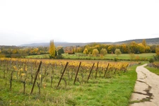 Terrain à vendre  proche de MARLENHEIM (67) : Terrain Viabilisé : 582 m2 -  Lotissement Strengenfeld - Libre architecte et constructeur - Plat - taille humaine