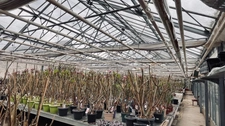 TERRAIN 44 ARES ZONE UA +MAISON HABITATION +SERRES HORTICOLES