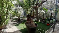 MARSEILLE 5° RUE DES VERTUS LA LOUBIERE REZ DE JARDIN 76,50 m² - GARAGE 27 m² - CAVE 18,7 m² JARDIN 73,8 m²