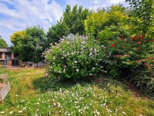 Maison 176 m² habitables - jardin - cour - grange  CHAURIAT (63)