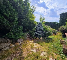 Maison 176 m² habitables - jardin - cour - grange  CHAURIAT (63)