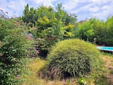 Maison 176 m² habitables - jardin - cour - grange  CHAURIAT (63)