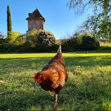 Propriété avec gîte de groupe, piscine et 1,4 hectare de terrain PINEL HAUTERIVE (47)