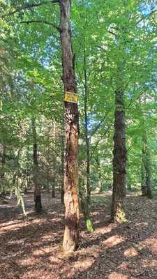 Terrain de loisir boisé 2.3Ha + Source - Proche Limoges