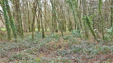 TERRAIN 1676M² - ENVIRONNEMENT CAMPAGNE ET BOISE