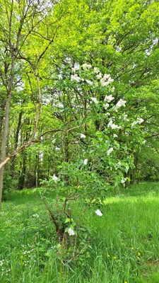 Terrain 6 365,00 m² SAINT JUNIEN (87) - Environnement campagne