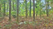 TERRAIN DE LOISIR 6500m² - ENVIRONNEMENT CALME ET CAMPAGNE - PROCHE LIMOGES
