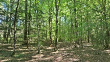 Terrain de loisir boisé 2.3Ha + Source - Proche Limoges