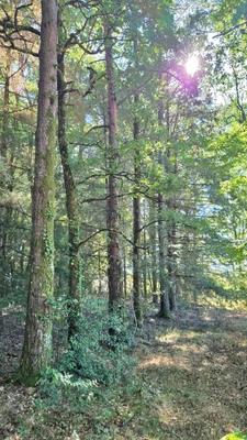 Terrain de loisir boisé 2.3Ha + Source - Proche Limoges