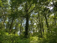 Moulin 7 pièces avec chênaie d'environ 6 hectares